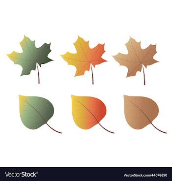 collection of colorful autumn leaves autumn warm