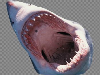 Collection of free Shark transparent jumping. Download on UI Ex