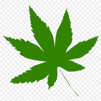 Collection Of Green Leaf Icon - Dangers Of Marijuanas