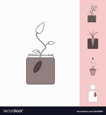 Collection of icons and plants stages vector image