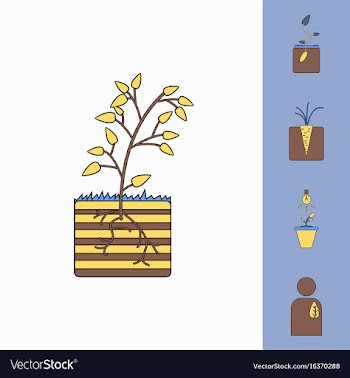 Collection of icons and plants stages vector image