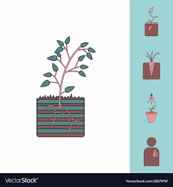 Collection of icons and plants stages vector image