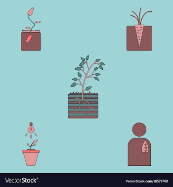 Collection of icons and plants stages vector image