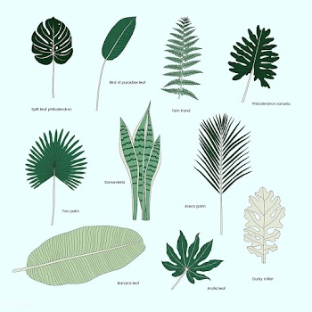 Collection of illustrated tropical leaves | Free stock vector - 418548