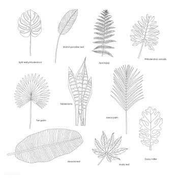 Collection of illustrated tropical leaves | Free stock vector - 418550