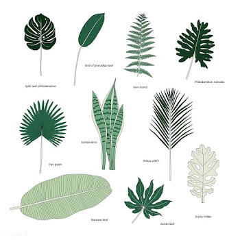 Collection of illustrated tropical leaves | Free stock vector - 418551