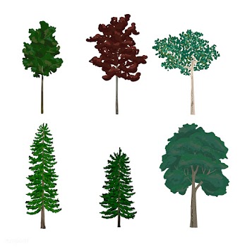 Collection of pine and leaf tree illustration.. | Free stock vector - 431779
