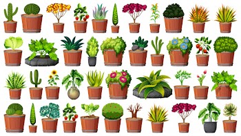 Collection of potted plants on white Free Vector