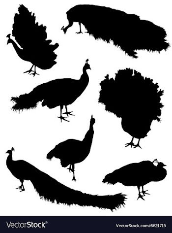 Collection of silhouettes of peacocks vector image