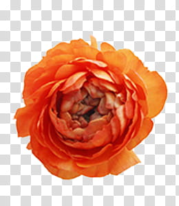 Collection, orange rose transparent background PNG clipart