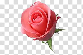 Collection, pink rose transparent background PNG clipart