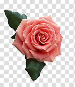 Collection, pink rose transparent background PNG clipart