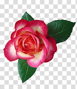 Collection, pink rose transparent background PNG clipart