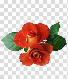 Collection, red rose flowers transparent background PNG clipart