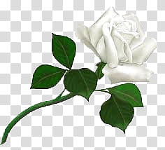 Collection, white rose transparent background PNG clipart
