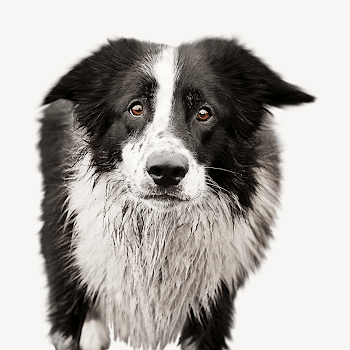 Collie dog collage element psd | Free PSD - rawpixel