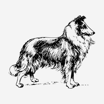 Collie dog drawing, hand drawn | Free Photo - rawpixel