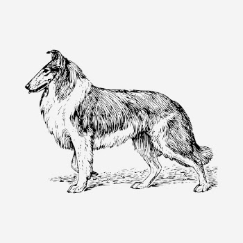 Collie dog drawing, hand drawn | Free Photo - rawpixel