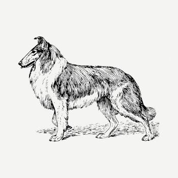 Collie dog drawing, hand drawn | Free PSD - rawpixel