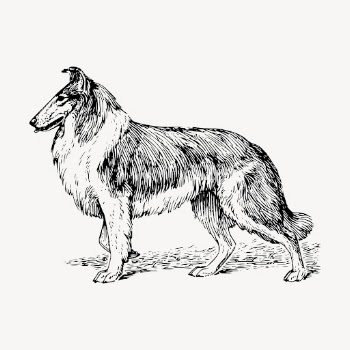 Collie dog drawing, hand drawn | Free Vector - rawpixel