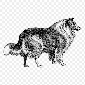 Collie dog drawing png, animal | Free PNG - rawpixel