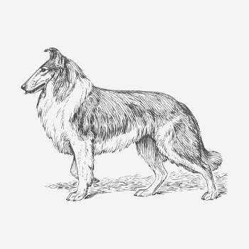 Collie dog drawing, vintage animal | Free Photo - rawpixel