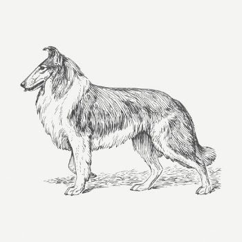 Collie dog drawing, vintage animal | Free PSD - rawpixel