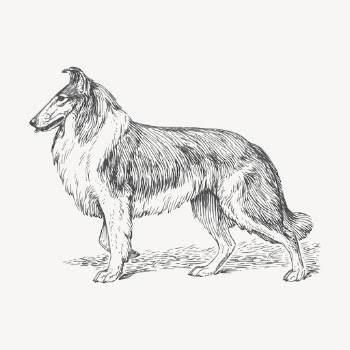 Collie dog drawing, vintage animal | Free Vector - rawpixel