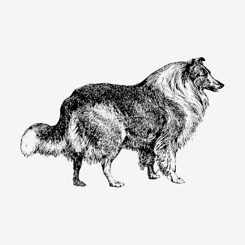 Collie dog drawing, vintage illustration | Free PSD - rawpixel