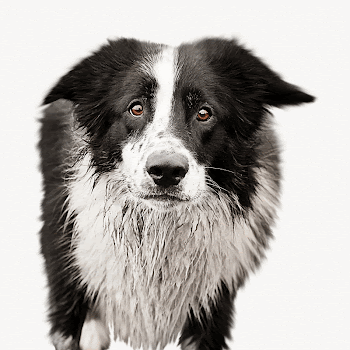 Collie dog isolated animal image | Free Photo - rawpixel