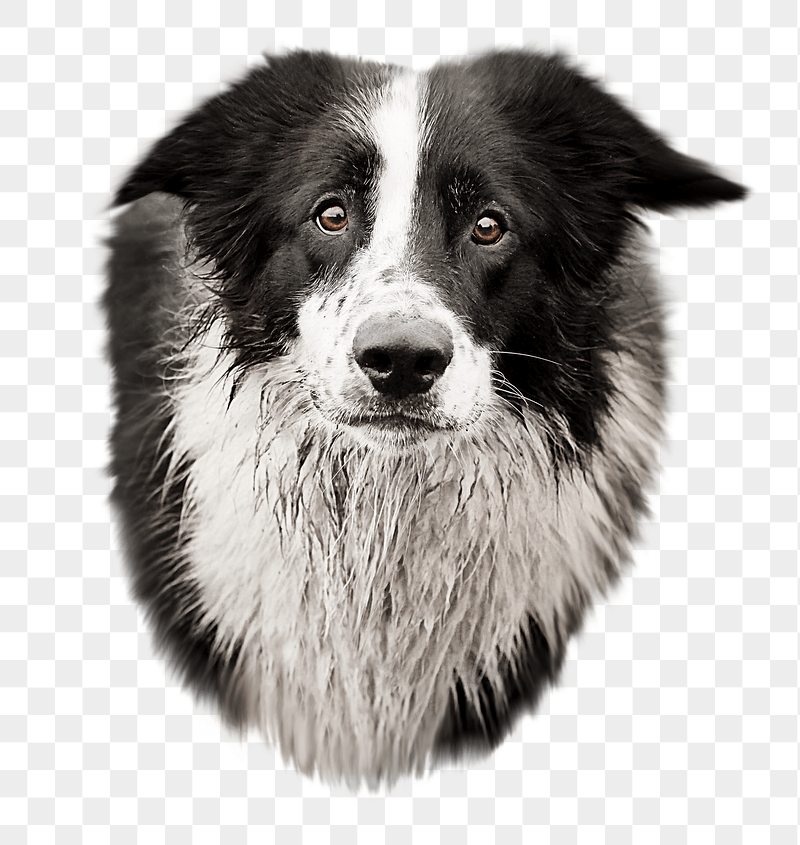 Collie dog  png sticker, | Free PNG - rawpixel