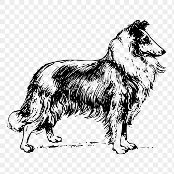 Collie dog png sticker, hand | Free PNG - rawpixel