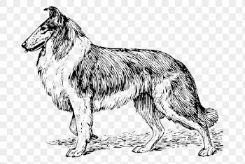 Collie dog png sticker, vintage | Free PNG - rawpixel