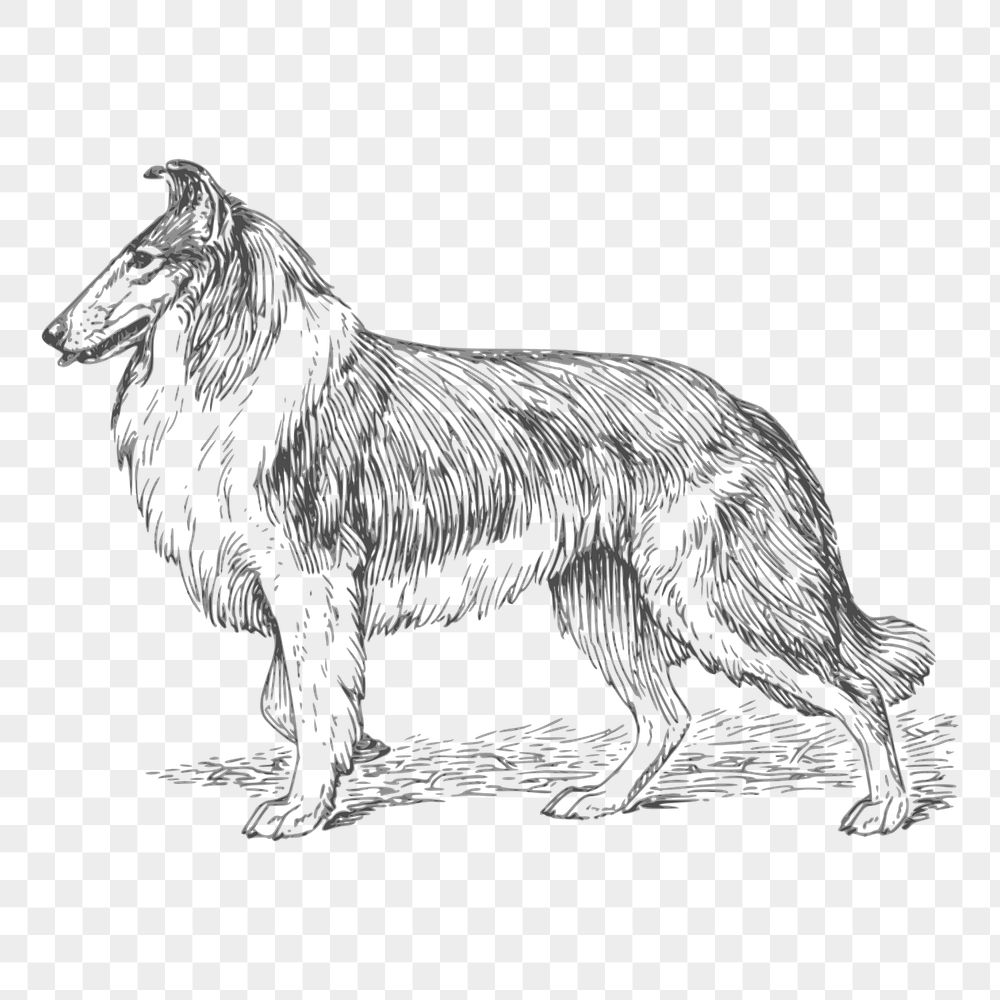 Collie dog png sticker, vintage | Free PNG - rawpixel