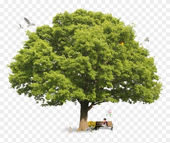 Collins Gem Trees