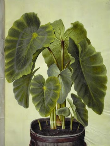 Colocasia esculenta (taro) by Maria | Free Photo - rawpixel