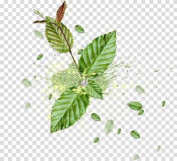 Color, Green mint leaves transparent background PNG clipart