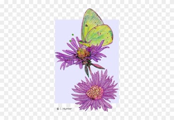 Color Nature Drawings - Color Nature Drawings