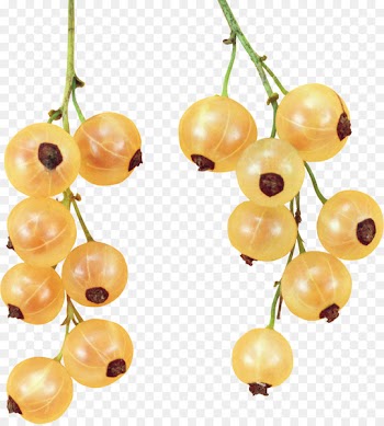 Color Photography Currant Blue Orange - gooseberries ribbon 