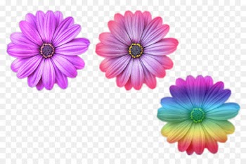 Color, Rainbow, Watercolor Painting, Gerbera, Petal PNG