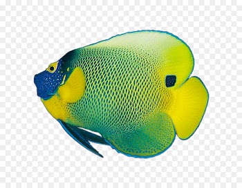 Color Tropical fish - Angel fish 