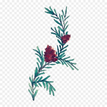 colorado spruce leaf plant tree flower