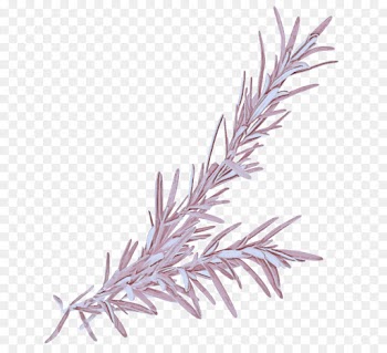 colorado spruce plant twig grass family grass