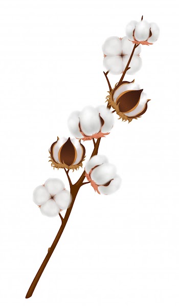 Colored and realistic cotton flower branch composition with ripened harvest on brown branch Free Vector
