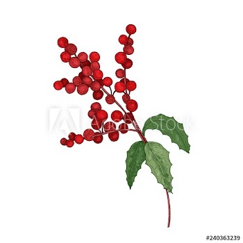 Colored detailed botanical drawing of holly branch with berries and leaves
