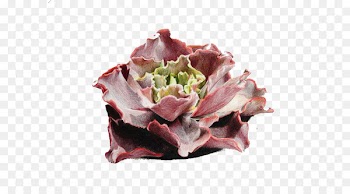 Colored pencil Drawing Watercolor painting Illustration - Like cabbage fleshy 