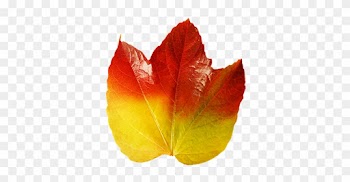 Colorful Autumn Leaf Of Vine - Vine