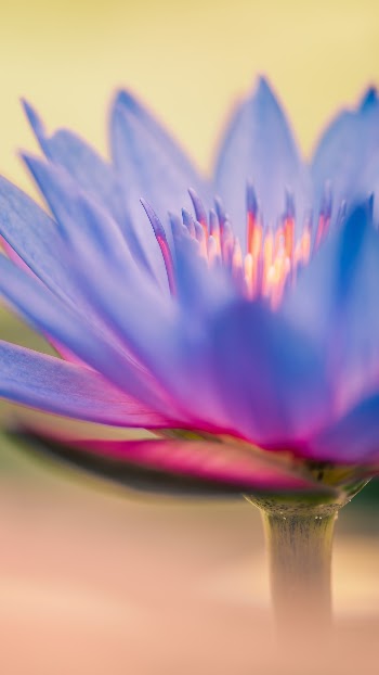 Colorful Bloom of a Lilly