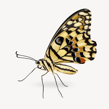 Colorful butterfly collage element, isolated | Free PSD - rawpixel
