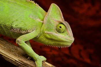 Colorful Chameleon